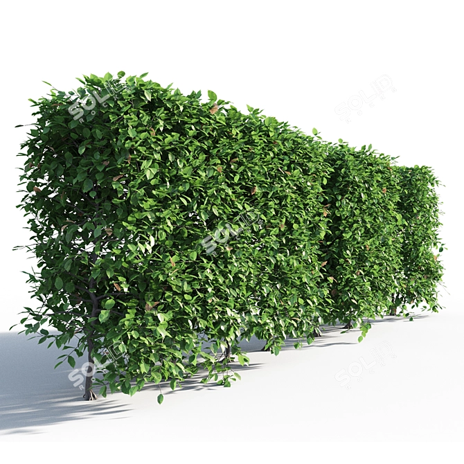 Lush Green Hornbeam Hedge 3D model image 3