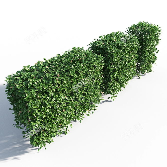 Lush Green Hornbeam Hedge 3D model image 4