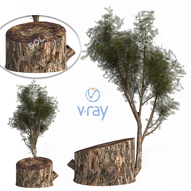 Pine03: Versatile 3D Model – 2013 Edition 3D model image 1