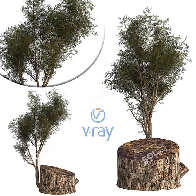 Pine03: Versatile 3D Model – 2013 Edition 3D model image 2