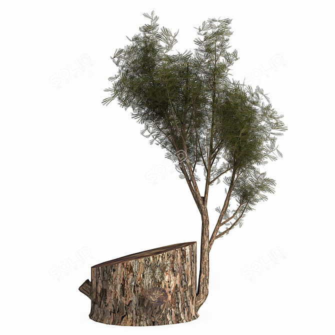 Pine03: Versatile 3D Model – 2013 Edition 3D model image 4