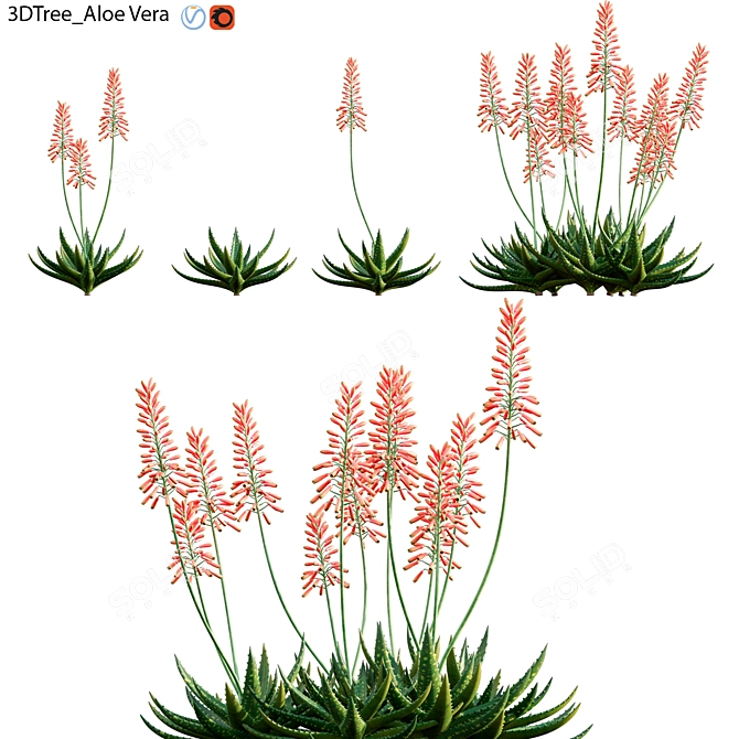 Aloe Vera Plant: High-Quality 3D Model 3D model image 1