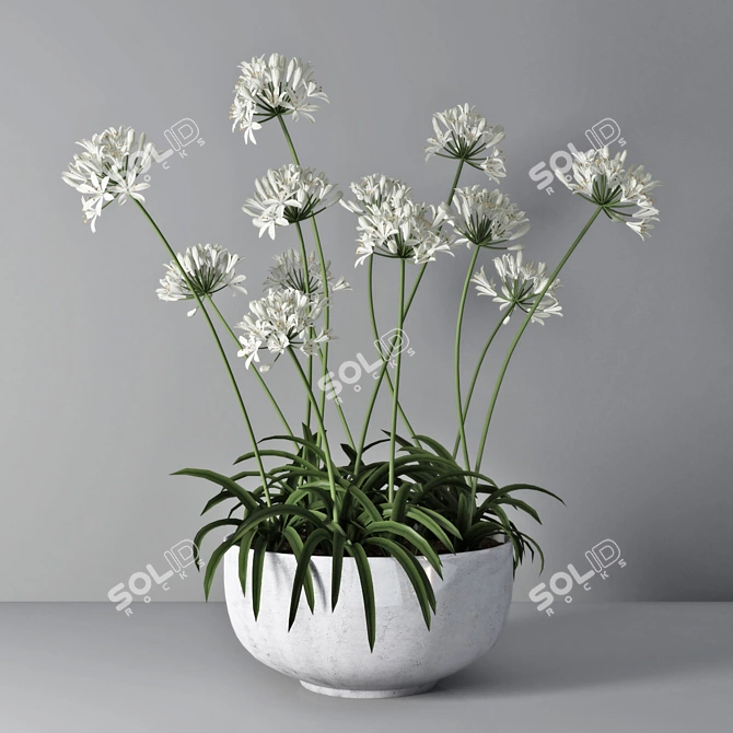 African Lily in Pot 3D model image 1