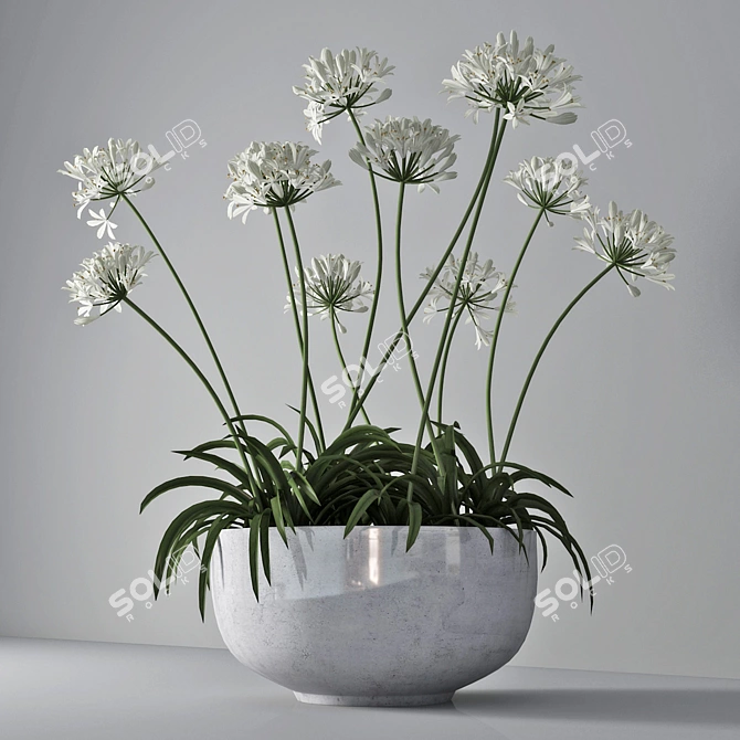 African Lily in Pot 3D model image 2