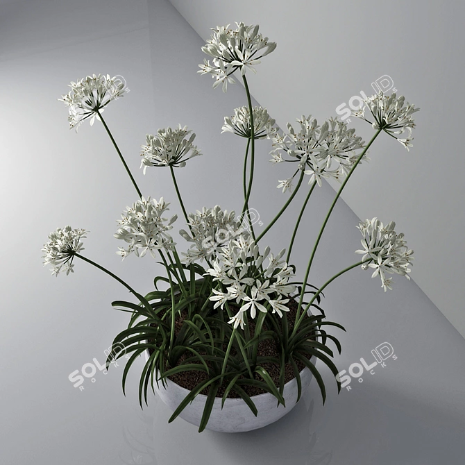 African Lily in Pot 3D model image 3