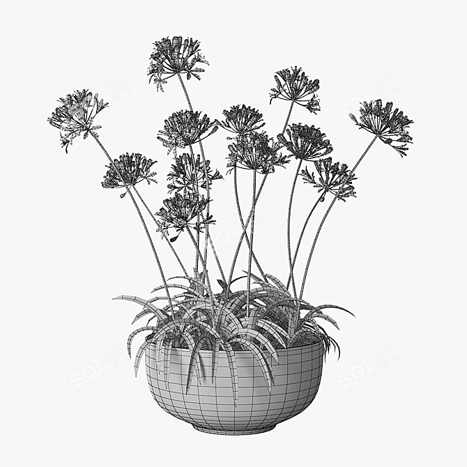 African Lily in Pot 3D model image 4