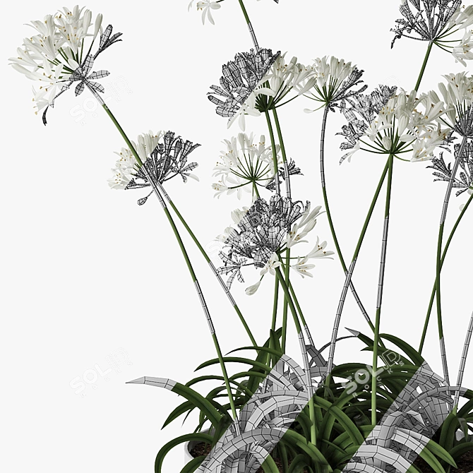 African Lily in Pot 3D model image 5