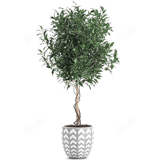 Tropical Ficus Benjamina in White Pot 3D model image 2