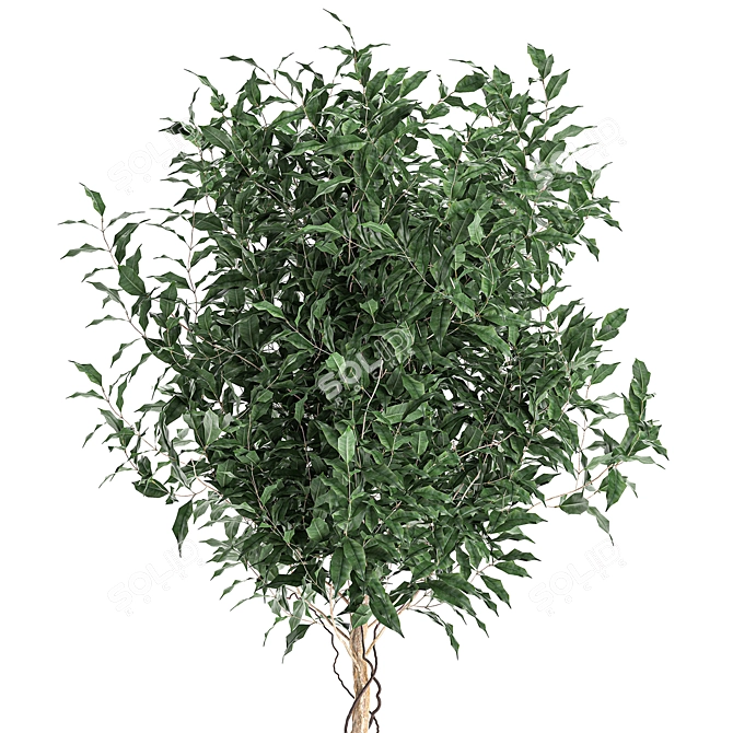 Tropical Ficus Benjamina in White Pot 3D model image 3