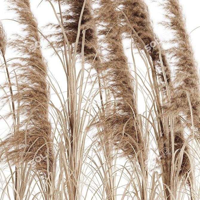 Exquisite Pampas Grass Bundle 3D model image 2