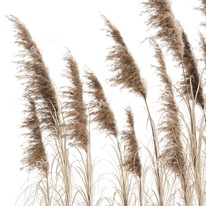 Exquisite Pampas Grass Bundle 3D model image 3