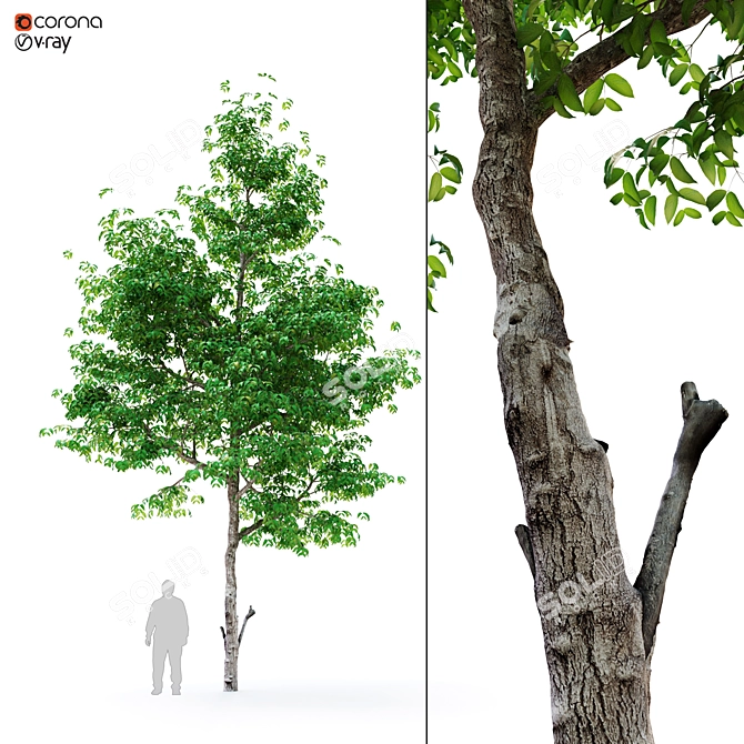 Mulberry Tree: A Natural Delight! 3D model image 1