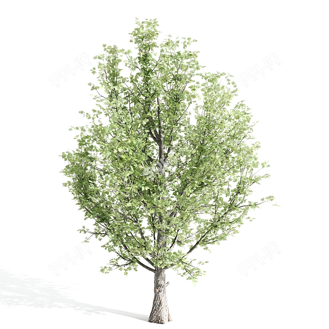 Polyglamorous Tree Trio 3D model image 4