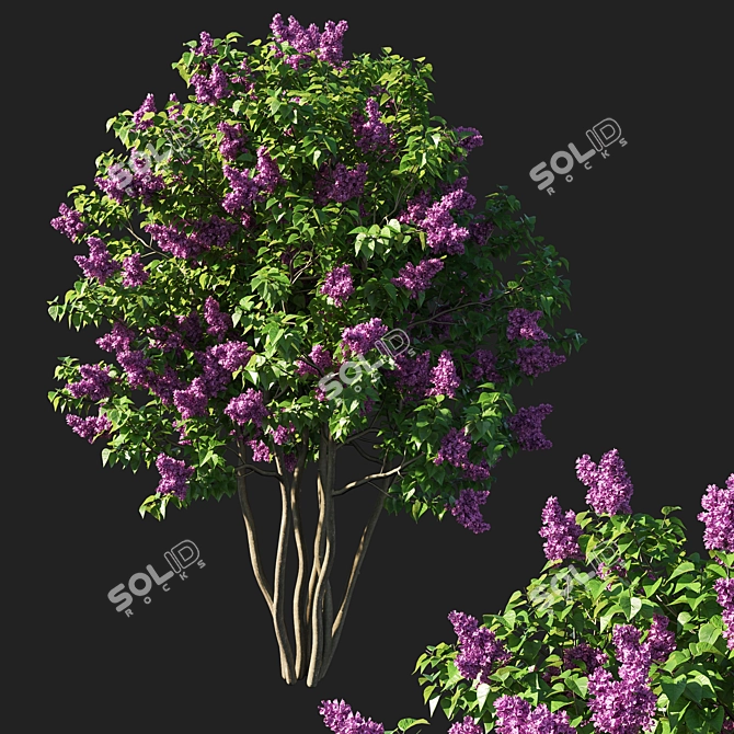 Pink Lilac Tree - Syringa Vulgaris 3D model image 1