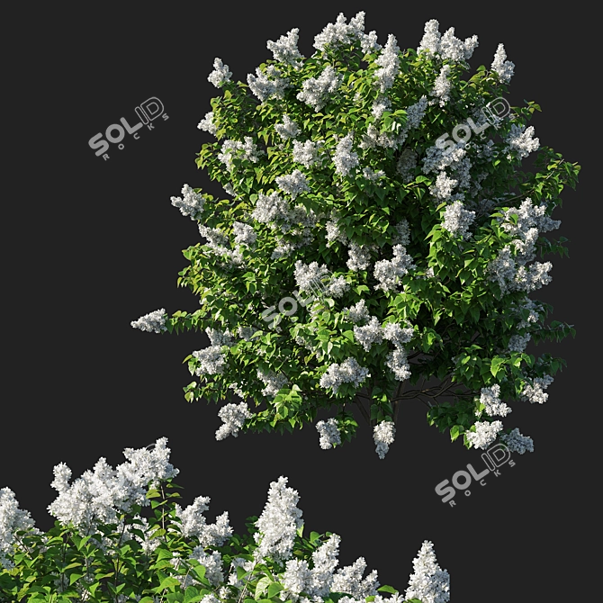 Luxury Syringa Vulgaris Bush 3D model image 1