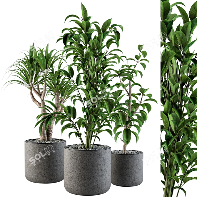 Stylish Indoor Plant Set 3D model image 1