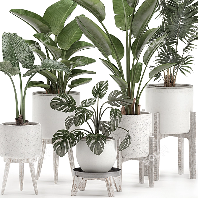Tropical Indoor Plant Collection 3D model image 2
