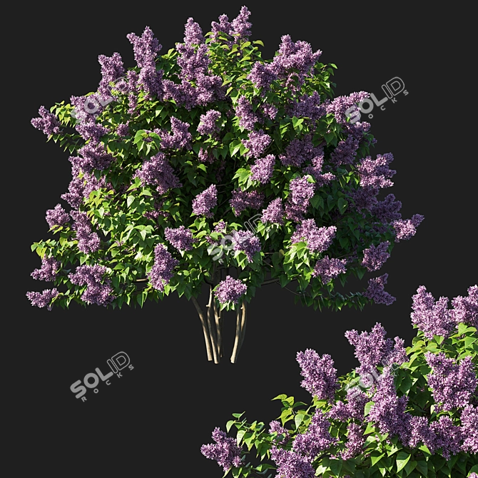 Elegant Syringa Vulgaris Bush 3D model image 1