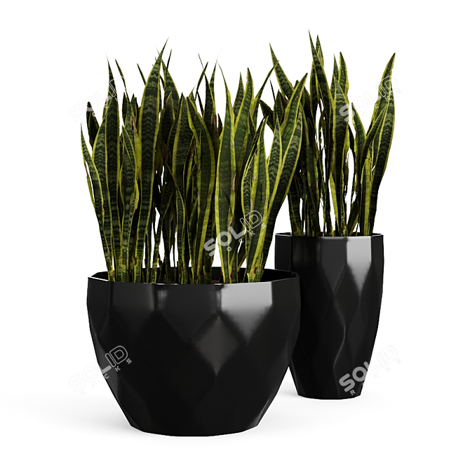 Sansevieria Snake Plant: Black Pot Elegance 3D model image 2