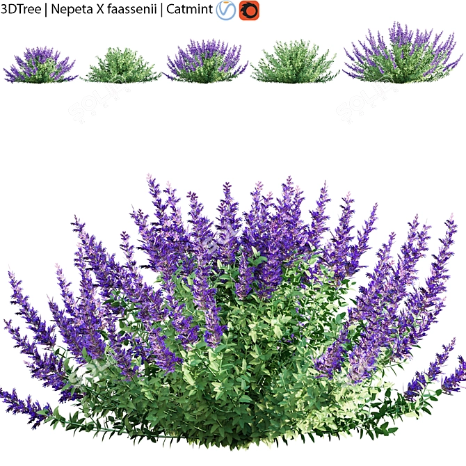 Exquisite Nepeta Faassenii Plant 3D model image 1