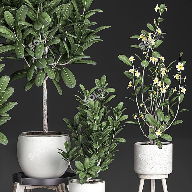 Tropical Plant Collection: Exotic Frangipani & Plumeria Trees 3D model image 2