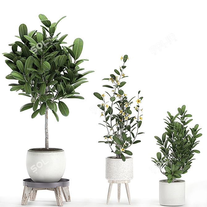 Tropical Plant Collection: Exotic Frangipani & Plumeria Trees 3D model image 3