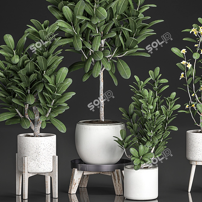 Tropical Plant Collection: Exotic Frangipani & Plumeria Trees 3D model image 4