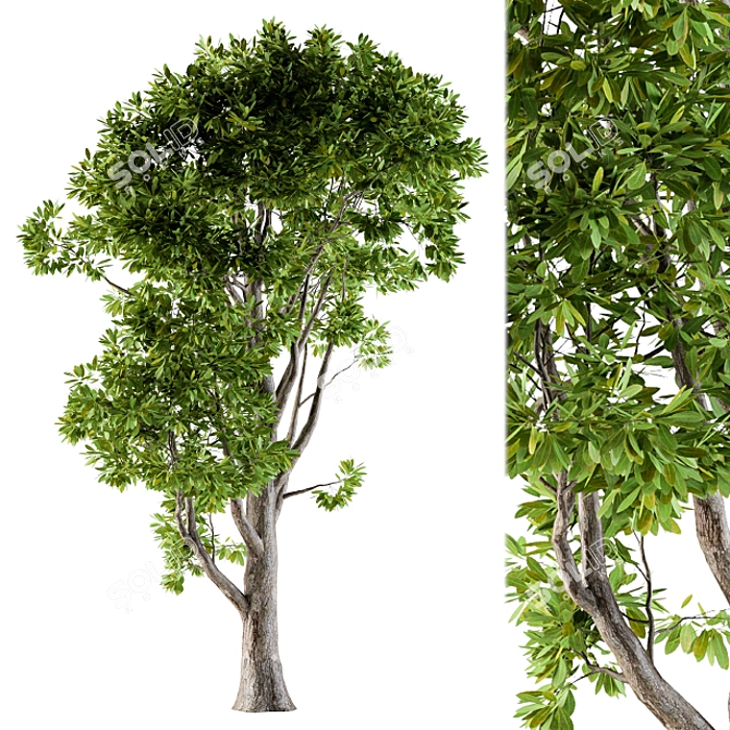 Evergreen Tree Broadleaf N1 3D model image 1