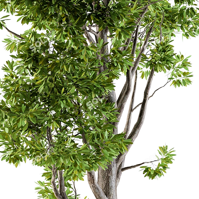 Evergreen Tree Broadleaf N1 3D model image 2