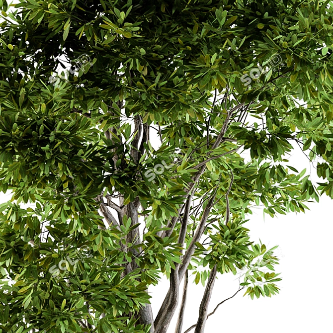 Evergreen Tree Broadleaf N1 3D model image 3