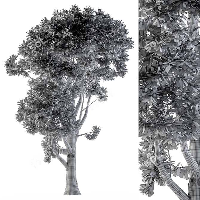 Evergreen Tree Broadleaf N1 3D model image 4