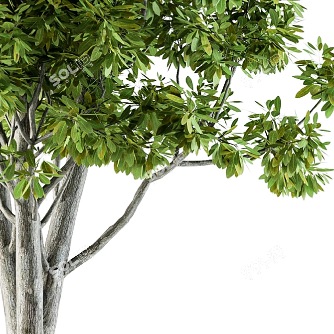 Title: Broadleaf N2 Tree Seeds 3D model image 2