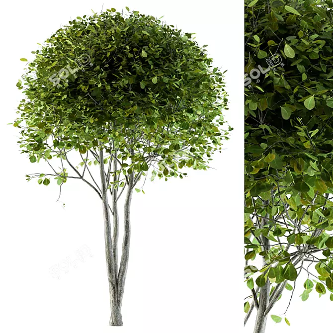 Beautiful Broadleaf Globe Tree 3D model image 1