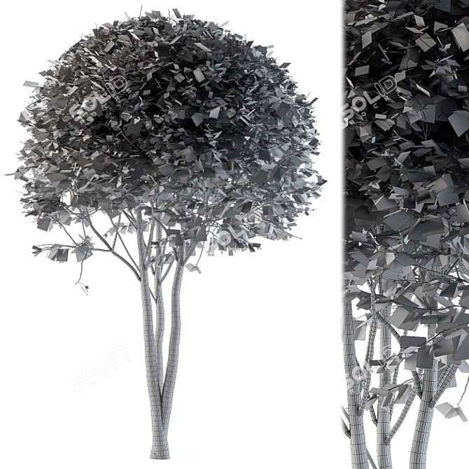 Beautiful Broadleaf Globe Tree 3D model image 3