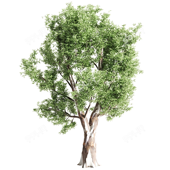 Diverse Tree Set | Oak, Eucalyptus, Aspen 3D model image 2