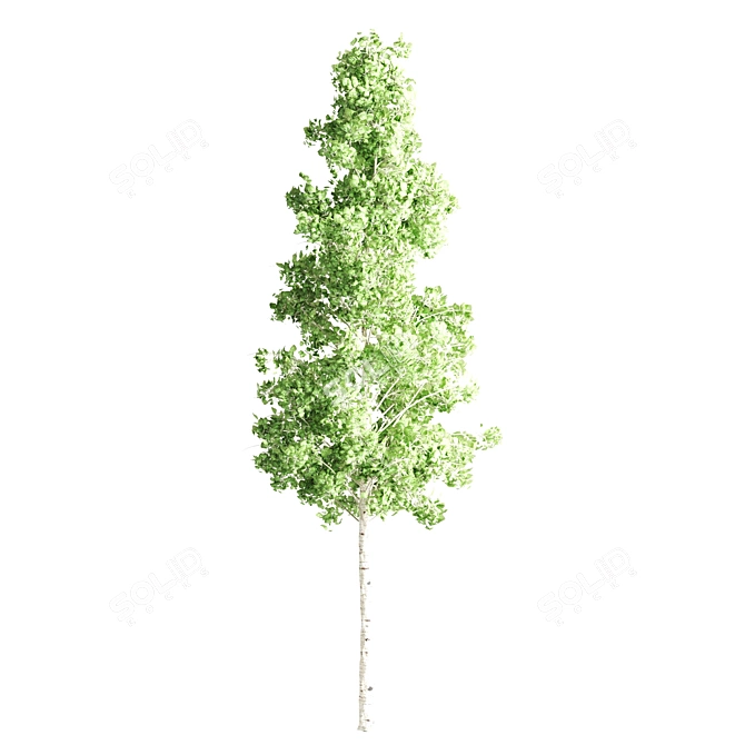 Diverse Tree Set | Oak, Eucalyptus, Aspen 3D model image 3