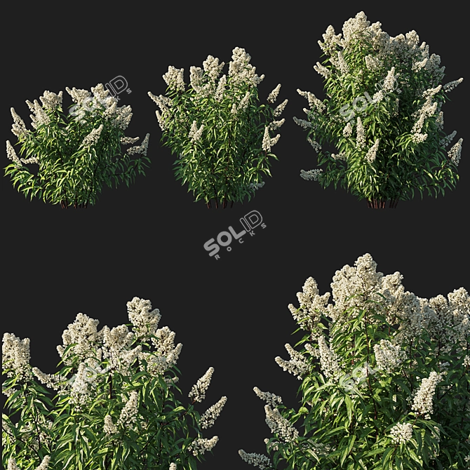 Spiraea Alba Tree - 3D Model 3D model image 1