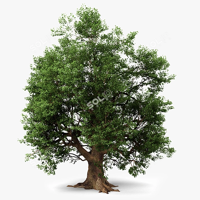  Majestic Oak Tree Sculpture 3D model image 1