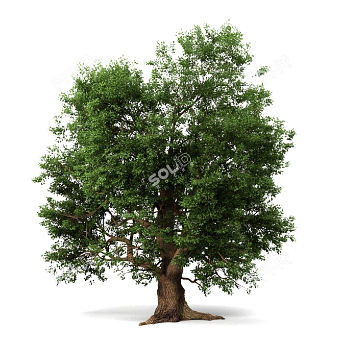  Majestic Oak Tree Sculpture 3D model image 2