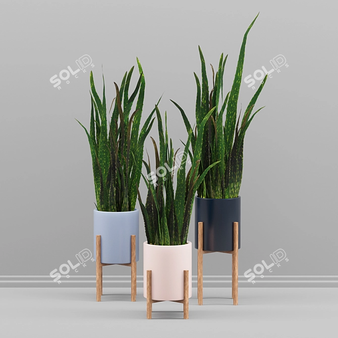 Sansevieria Plant Set 3D model image 2