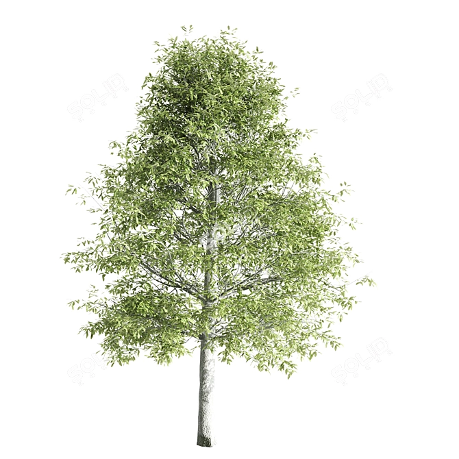 Diverse Set of Tall Trees 3D model image 4