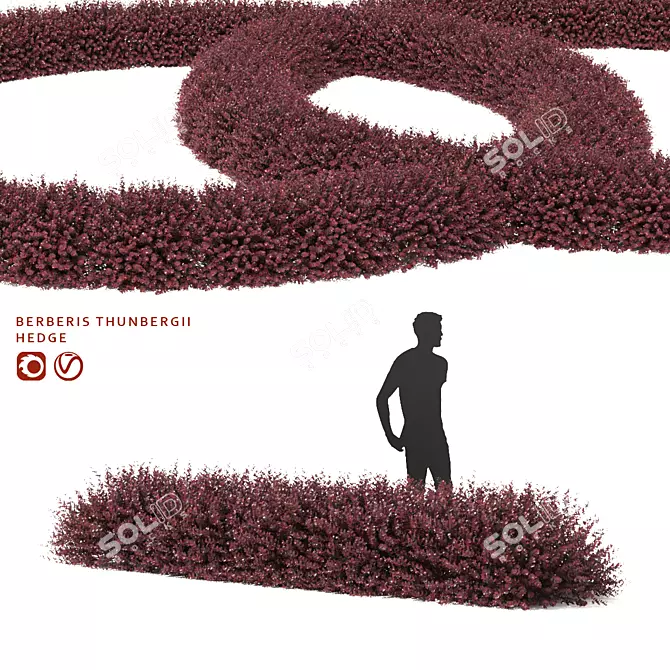 Thunberg Barberry Hedge | Vibrant Berberis Hedge 3D model image 1