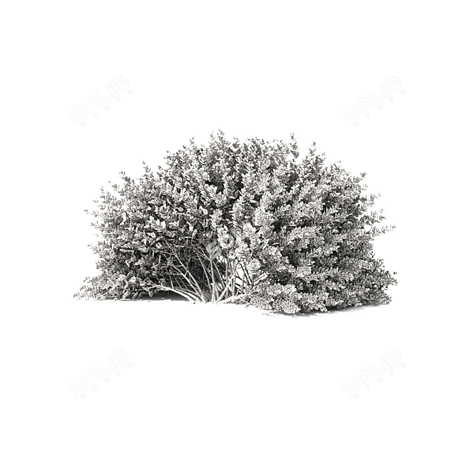Thunberg Barberry Hedge | Vibrant Berberis Hedge 3D model image 5