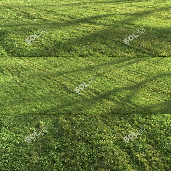 Lush Green Summer Grass 3D model image 1