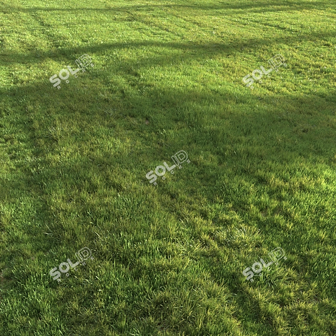 Lush Green Summer Grass 3D model image 2