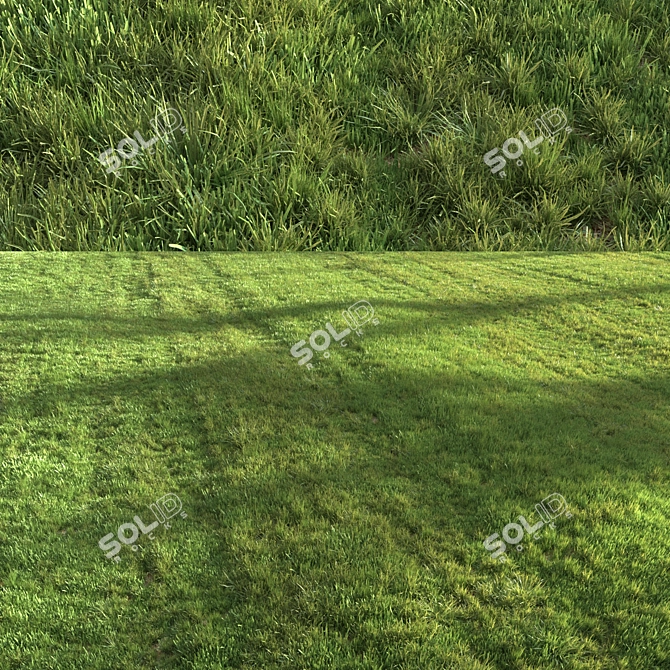 Lush Green Summer Grass 3D model image 4