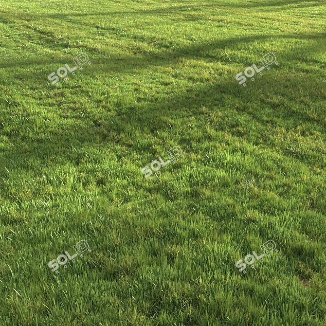 Lush Green Summer Grass 3D model image 5