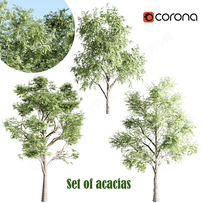 Tall Acacia Tree Set 3D model image 1