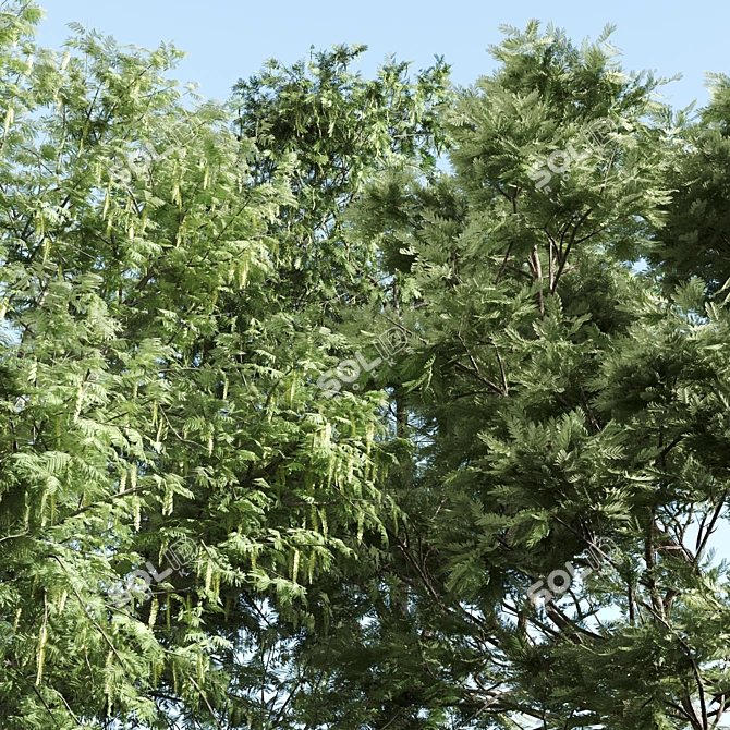 Tall Acacia Tree Set 3D model image 2