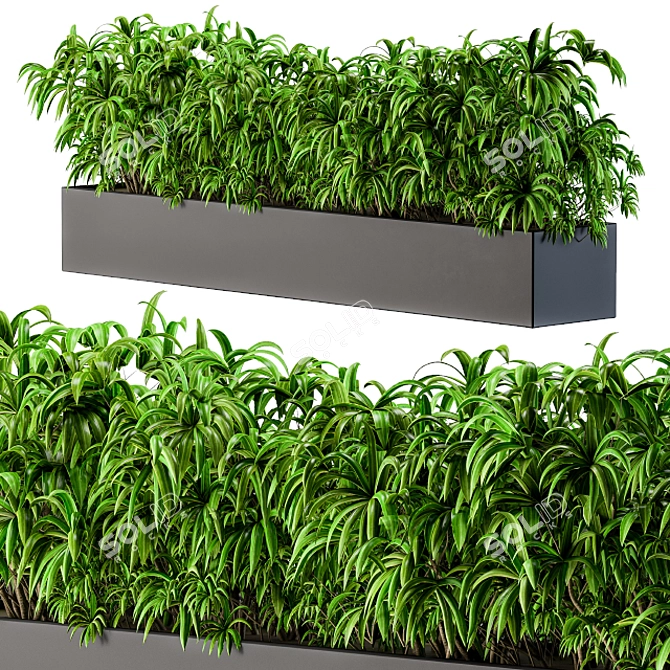 Hamedorea Interior Plant Box 3D model image 2